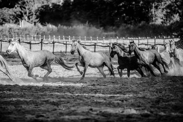 Gruppo di cavalli corrono galoppo nel recinto estivo — Foto Stock