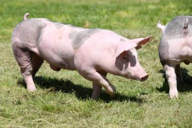 Mera yaz üzerinde yürüme domuz yavrusu