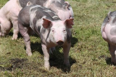 Duroc doğurmak domuzlara mera üzerinde hayvan çiftliği