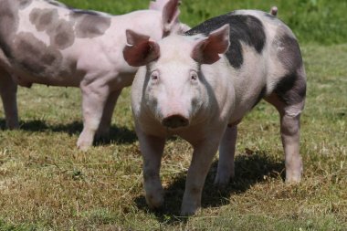 Genç duroc doğurmak domuz çiftliği alan yaz üzerinde