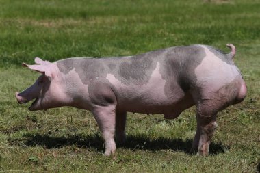 Duroc doğurmak domuz mera üzerinde hayvan çiftliğinde