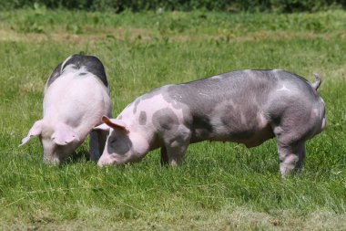 Mera üzerinde hayvan çiftliğinde otlatma duroc doğurmak domuzlar
