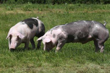 Genç duroc domuzlar, hayvan çiftliği yaz çayır üzerinde