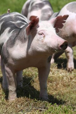 Baş closeup genç duroc domuz bir çayır on shot