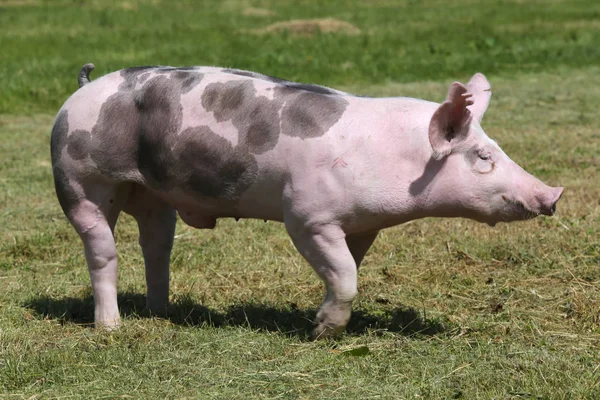 Vista laterale primo piano di un maiale di razza duroc in allevamento animale — Foto Stock