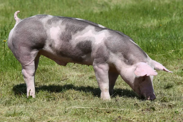 杜洛克猪动物农场夏季在草地上 — 图库照片