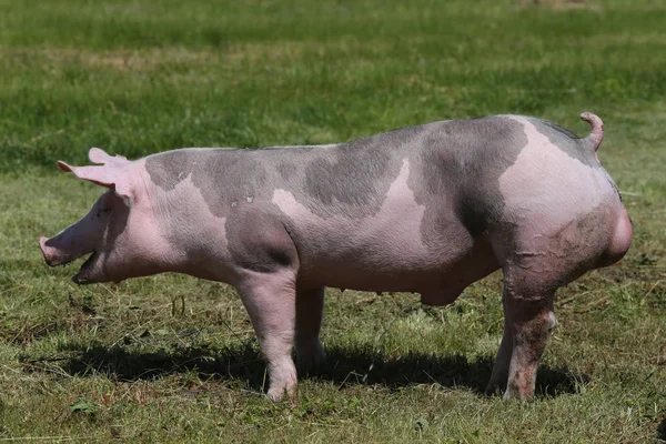 Duroc doğurmak domuz mera üzerinde hayvan çiftliğinde — Stok fotoğraf