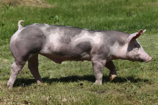 Duroc breed pig at animal farm on pasture