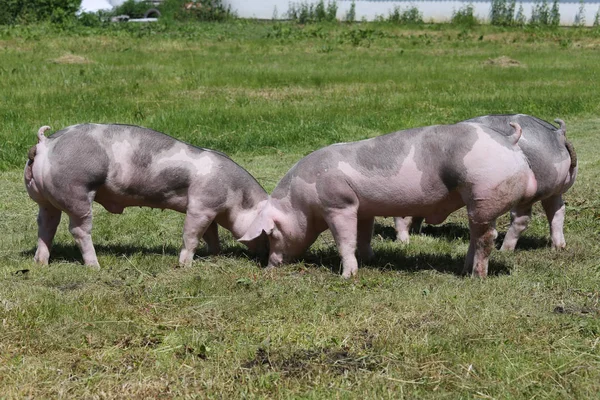 Молодые дурок свиньи на лугу на животноводческой ферме летом — стоковое фото