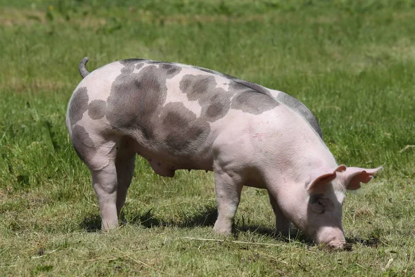 Suinetto di razza Duroc che posa in fattoria animale al pascolo — Foto Stock