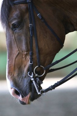 Güzel genç yarış atı hiper closeup 