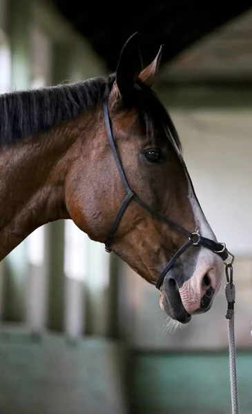 Cabeza de un caballo de silla de montar deportivo en el entrenamiento en la sala de equitación — Foto de Stock