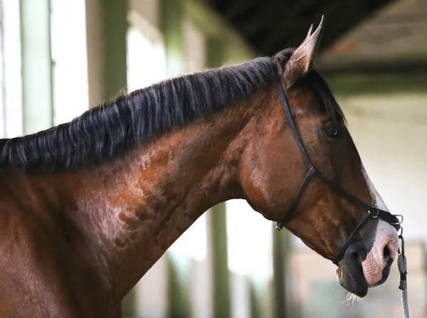 Retrato de vista lateral de un caballo de doma joven — Foto de Stock