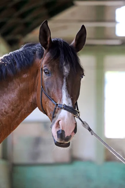 Mladí koně v tréninku canter v jízdárně — Stock fotografie