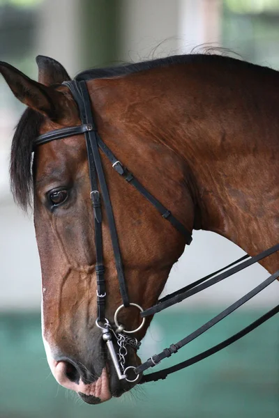 Joven caballo de silla de montar en el comedor de entrenamiento en la sala de equitación — Foto de Stock