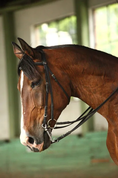 Joven caballo de silla de montar en el comedor de entrenamiento en la sala de equitación — Foto de Stock