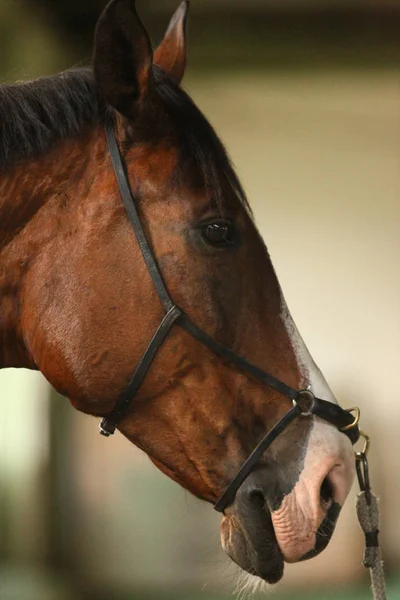 Vista lateral de la cabeza de un caballo pura sangre doma — Foto de Stock