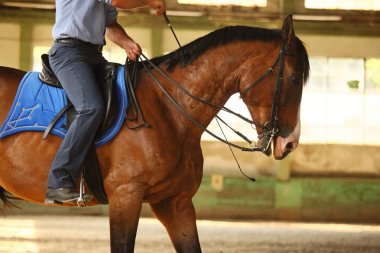 Kimliği belirsiz erkek binici genç bir safkan aygır eğitiyor