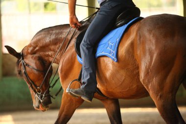 Bilinmeyen sürücü terbiyesi eğitim üzerinde oturup eyer