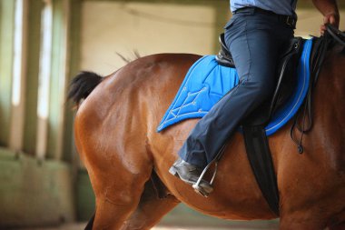 Kimliği belirsiz erkek rider sürme koridorda genç bir safkan aygır eğitiyor