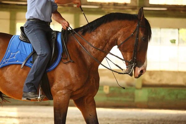 Kimliği belirsiz erkek binici genç bir safkan aygır eğitiyor