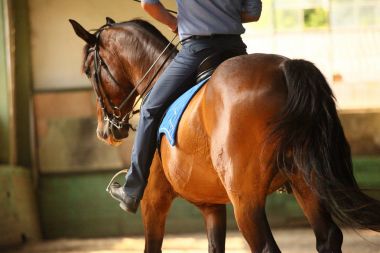 Kimliği belirsiz erkek binici boş binme salonunda genç bir safkan aygır eğitiyor