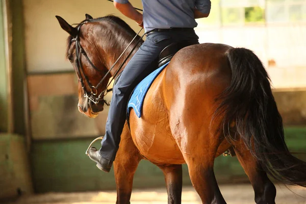 Ongeïdentificeerde mannelijke renner is een rasechte jonge hengst in de zaal leeg rijden training — Stockfoto