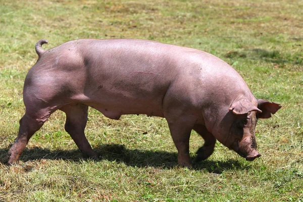 放牧对动物农场夏季国内猪 — 图库照片
