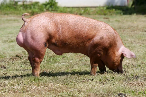 Bela criação de suínos domésticos jovens na fazenda de animais — Fotografia de Stock