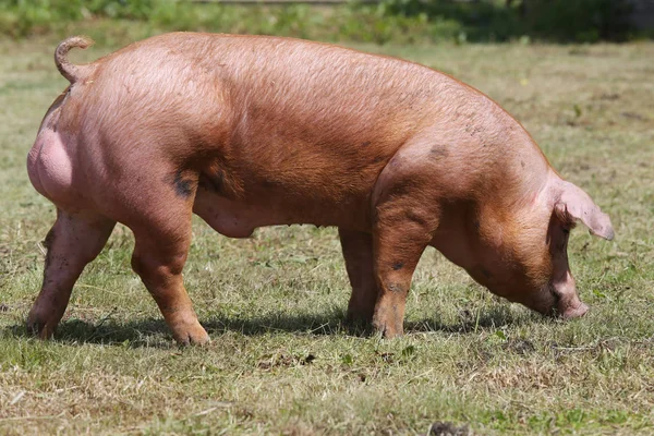 Güzel genç aile içi domuz üzerinde hayvan çiftliği damızlık — Stok fotoğraf