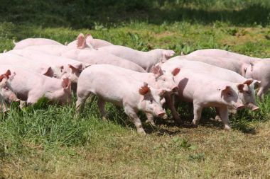 Sizi domuzlar sürü hayvan çiftliği summetime üzerinde