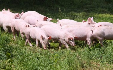 Yeşil çayır üzerinde küçük genç domuz yavruları 