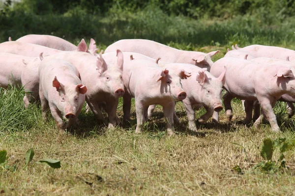 Разведение свиней на животноводческой ферме — стоковое фото