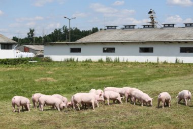 Genç domuz yavruları grup fotoğrafı farm yakınındaki yeşil çimenlerin üzerinde çalışır