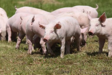 Çayır üzerinde otlatma küçük pembe büyüyen domuz yavruları 