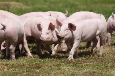 Sizi domuzlar sürü hayvan çiftliği summetime üzerinde