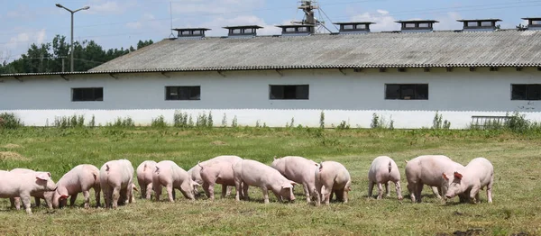 Küçük domuzlar domuz yavruları ücretsiz çiftlik yaz otlatmak