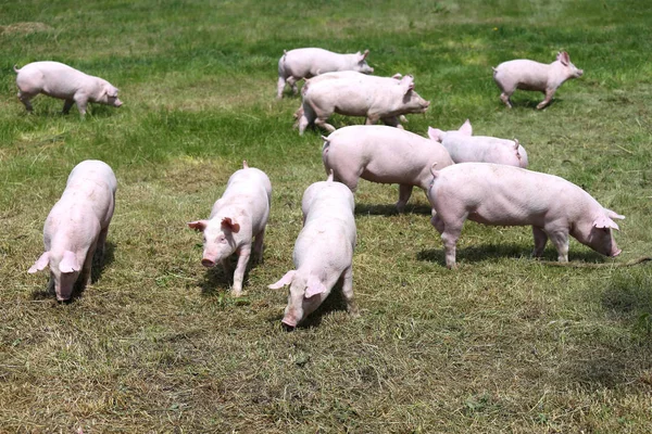 Mandria di suinetti in estate negli allevamenti — Foto Stock