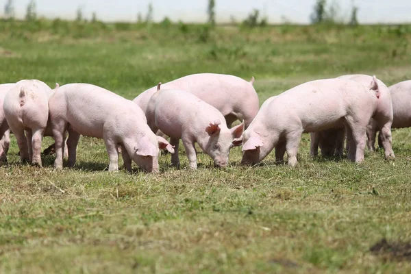 Grupo de pequeños cerdos comiendo hierba verde fresca en el prado — Foto de Stock