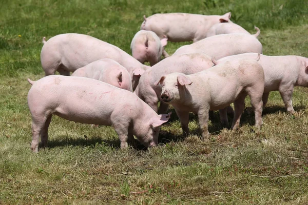 Разведение свиней на животноводческой ферме — стоковое фото