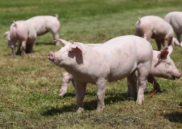 Cerdos domésticos en el prado de la granja de animales — Foto de Stock