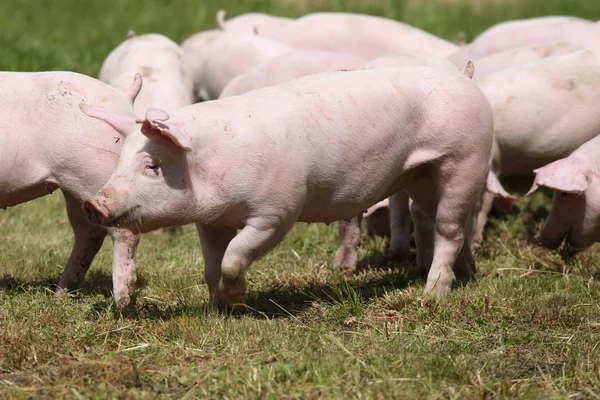 Pigs farming raising breeding in animal farm rural scene — Stock Photo, Image