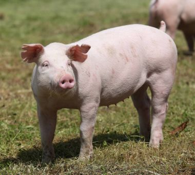 Piglet sıyrık çiftlik yaz ücretsiz