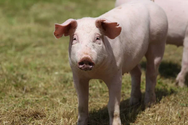 Pigs farming raising breeding in animal farm rural scene — Stock Photo, Image