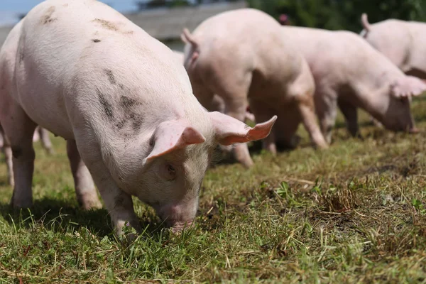 Крупный план молодых свиней на животноводческой ферме летом — стоковое фото