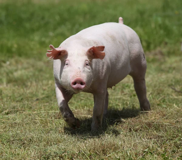Pequeño lechón de crecimiento rosa pastando en granja de cerdos rurales —  Fotos de Stock