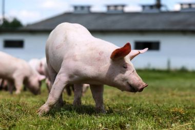 Sizi domuzlar sürü hayvan çiftliği summetime üzerinde