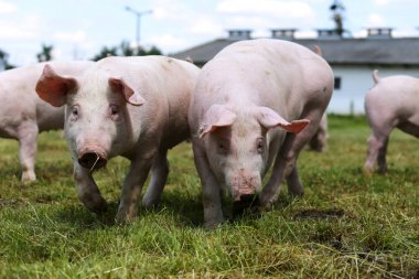 Çayır üzerinde iki domuz yavrusu portresi kapatın 