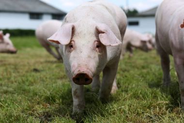 Genç piglet domuz yetiştiriciliği çiftlik kırsal sahne, yeşil çim çayır üzerinde