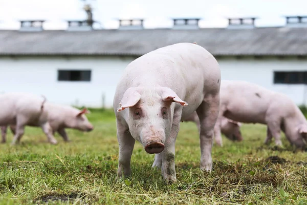 Piglet portre domuz yetiştiriciliği çiftlik kırsal sahne